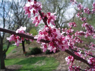 درخت ارغوان شرقی